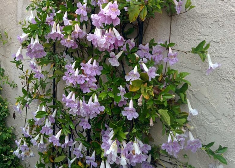 9 Low-Water Vines That Cover An Ugly Arizona Block Wall In One Season