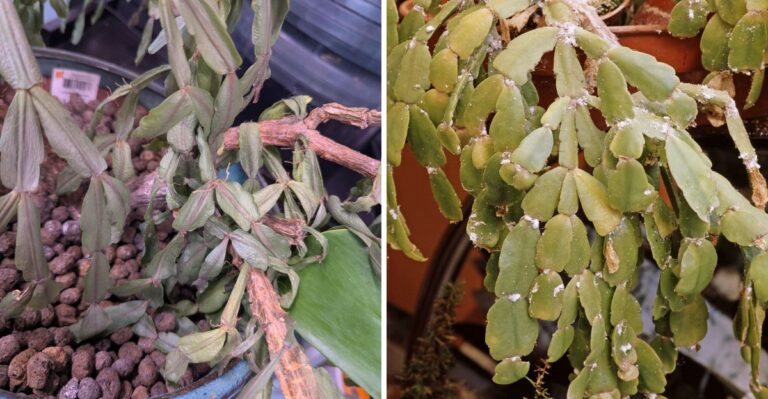 The Reasons Why Your Texas Christmas Cactus Is Wilting