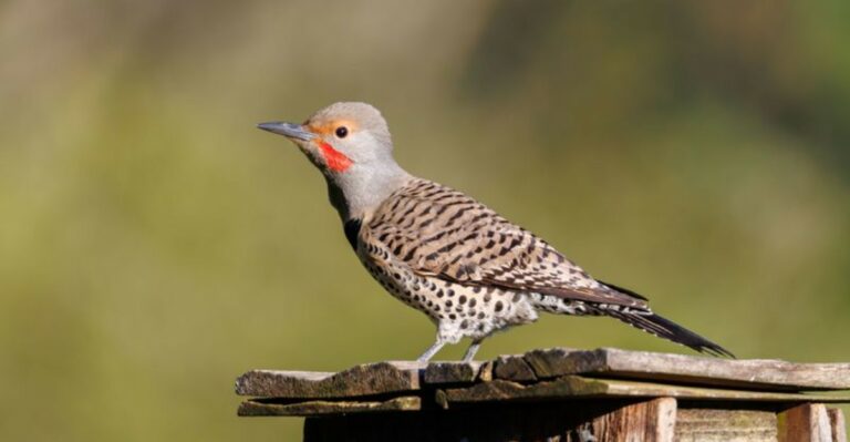 The Meaning Behind Seeing A Northern Flicker On Your Ohio Lawn