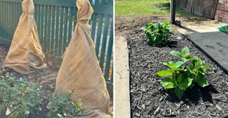 5 Jobs You Should Do With Hydrangeas Before Winter (And 3 To Avoid)