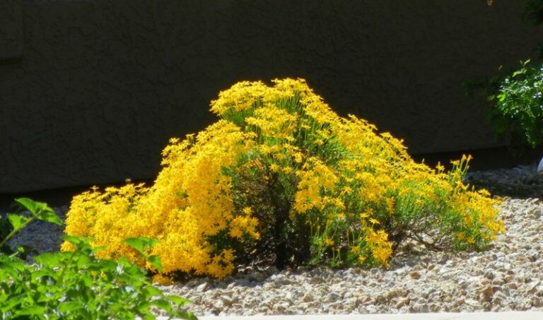 Plant These Arizona Natives Along Your Wash This Fall And Keep Monsoon Runoff From Carving Your Yard