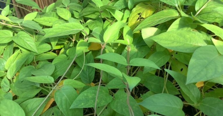 This Foul-Smelling Florida Vine Starts Flowering In Fall – Now Is The Time To Find It