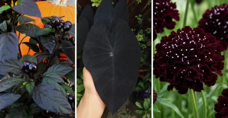 7 Spooky-Looking Plants California Gardeners Can Grow For A Halloween Yard