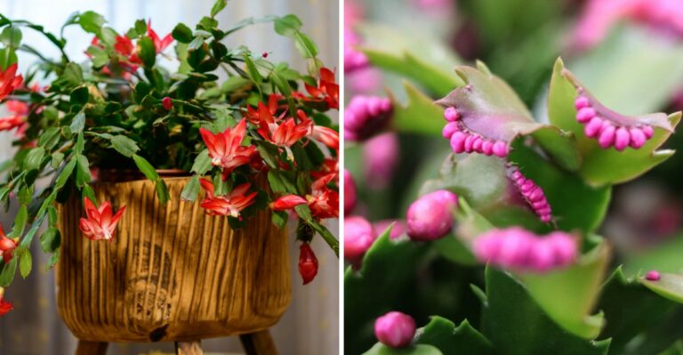 Want Your Christmas Cactus To Bloom By December? Start These Alabama Habits In October
