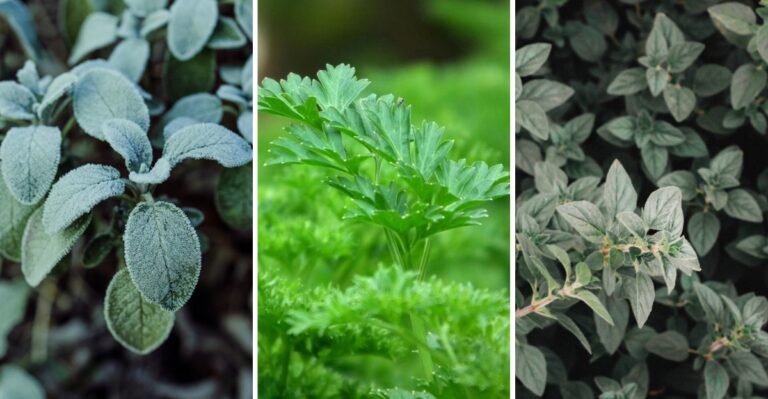 Which Herbs Handle A Typical Texas Winter Without Covering