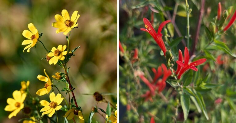 The Texas Native Plants That Handle A Dry Fall Without Extra Water