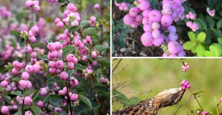 Coral-Pink Berry Clusters On Missouri Shrubs Feed Birds Through Winter