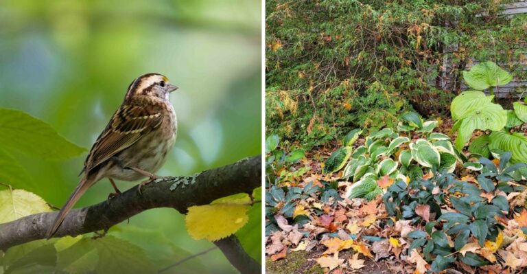 White Throated Sparrows Return To Georgia With A Habit That Looks Like A Mess