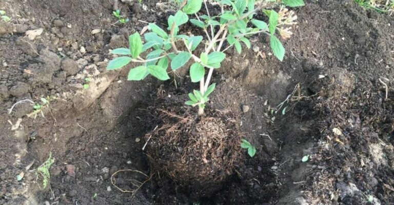 Do This For New North Carolina Shrubs In October Or They’ll Struggle Through Winter