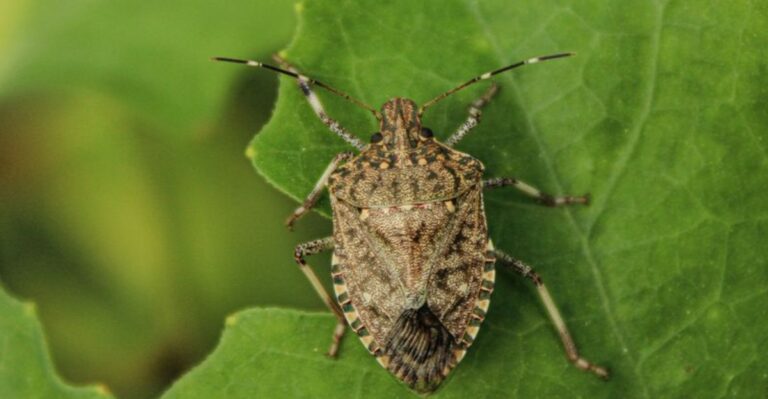 How To Keep Stink Bugs From Spending The Winter In Your Ohio Home