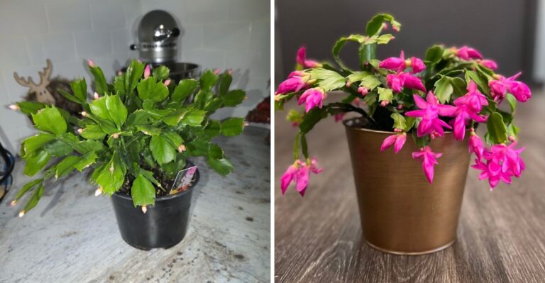 Michigan Gardeners Can Use These 8 Tips To Trigger Christmas Cactus Blooms