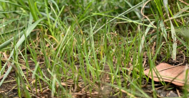 Georgia’s Fall Fescue Overseeding Window Is Narrowing As October Winds Down
