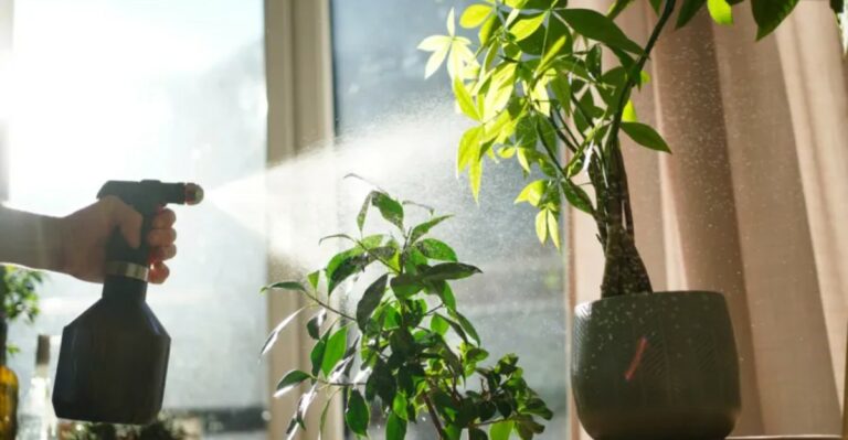 How To Quarantine Outdoor Plants Before Bringing Them Inside For A California Fall