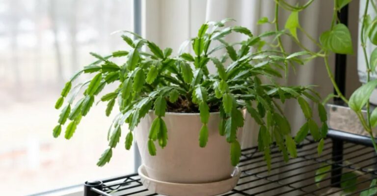 8 Tips To Get Your Christmas Cactus Blooming In North Carolina