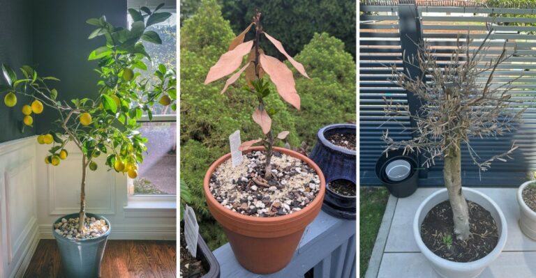 The Container Trees You Should Move To Shelter Before November In Virginia