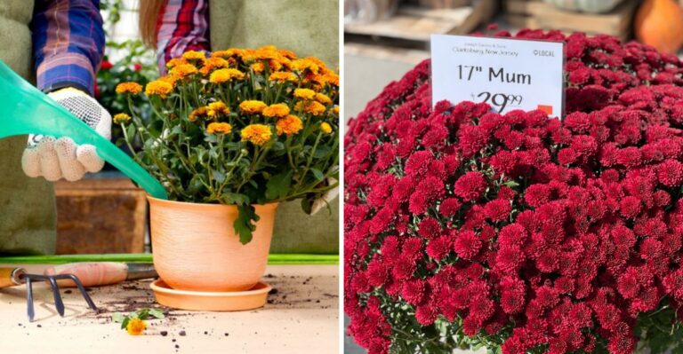 Avoid These Watering Mistakes With Mums This Fall In New York