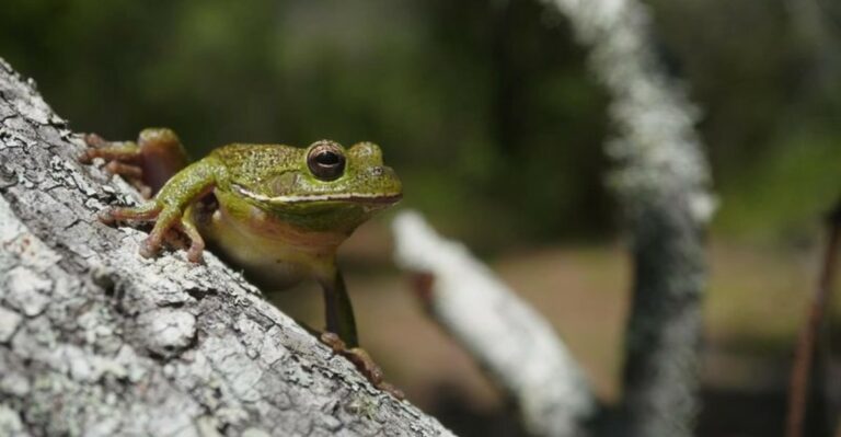 Why Tree Frogs Start Hiding Around Georgia Homes As Fall Gets Cooler