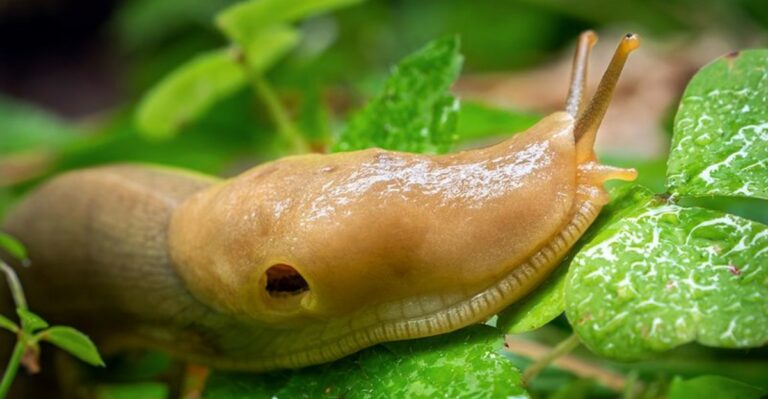 Why Oregon Slugs Become More Active As October Rain Returns
