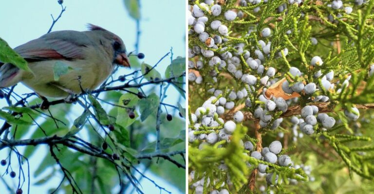 The Florida Trees That Become Wildlife Magnets Once Fall Fruit and Seeds Appear