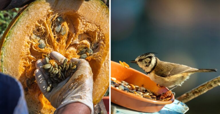 What To Do With Leftover Halloween Pumpkins In A New York Garden