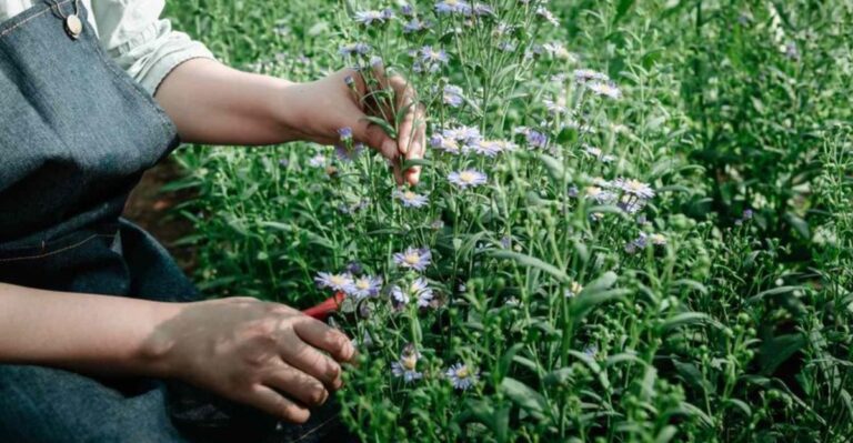 Should You Cut Back New England Aster Before Transplanting It In Missouri This Fall?