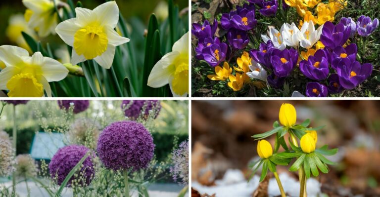 10 Spring Bulbs Virginia Homeowners Should Buy Now And Plant In Late October