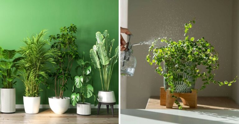The Hose-Down Routine Virginia Houseplants Need Before Coming Inside