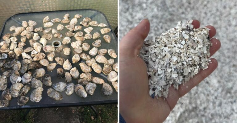 Tidewater Gardeners Are Burying Oyster Shells In Their Garden Beds. Here’s Why