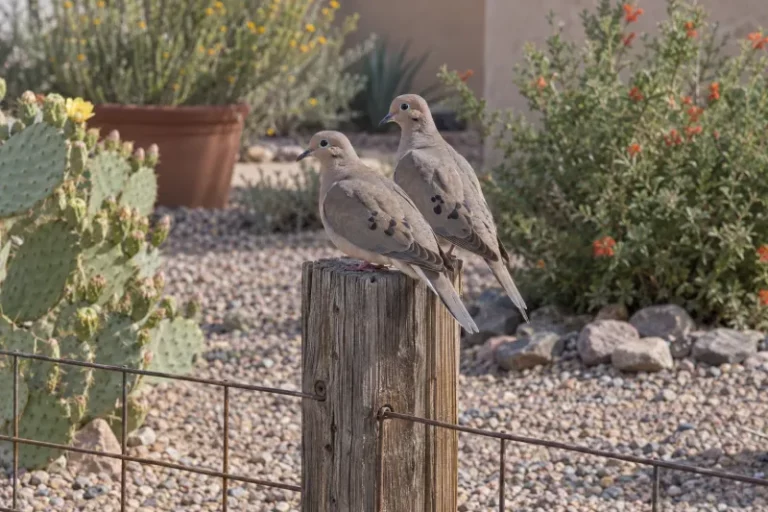 Could Mourning Doves in Your Arizona Yard Be Hinting at Useful Resources?