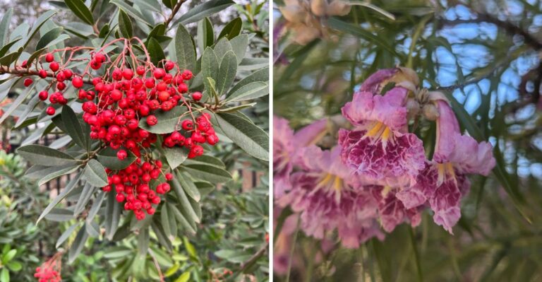 The Best California Trees To Plant In October While Nurseries Are Fully Stocked