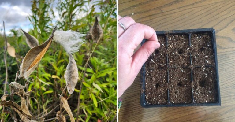 Why Ohio Gardeners Should Collect Milkweed Seeds In October