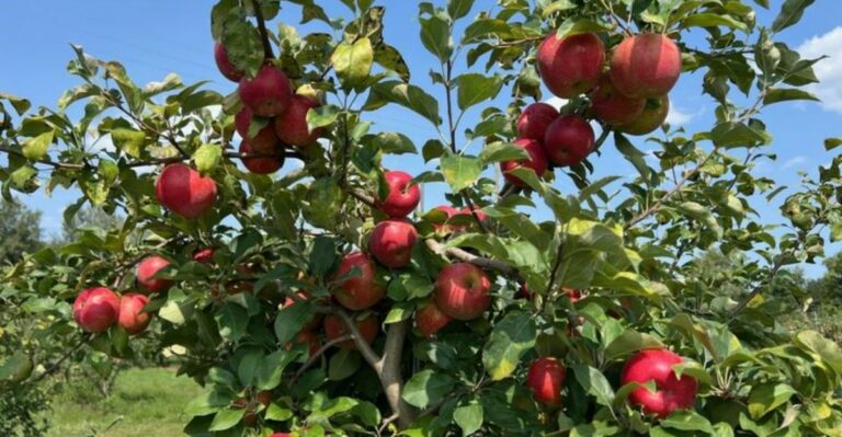 Don’t Let October End Without Doing This For Your Michigan Apple Trees