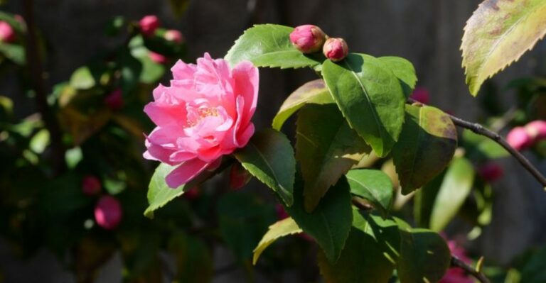 What Camellias Need Before First Freeze To Bloom Through Winter In Virginia