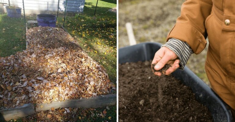 Why Fall Is The Best Time To Fix Drought-Stressed Texas Soil
