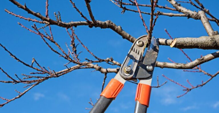 The Fall Pruning Mistake That Invites Disease Into Ohio Fruit Trees