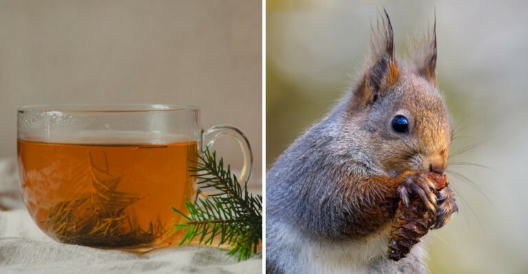 The Surprising Uses Of Green Pine Cones (Nature’s Overlooked Helper In Virginia)