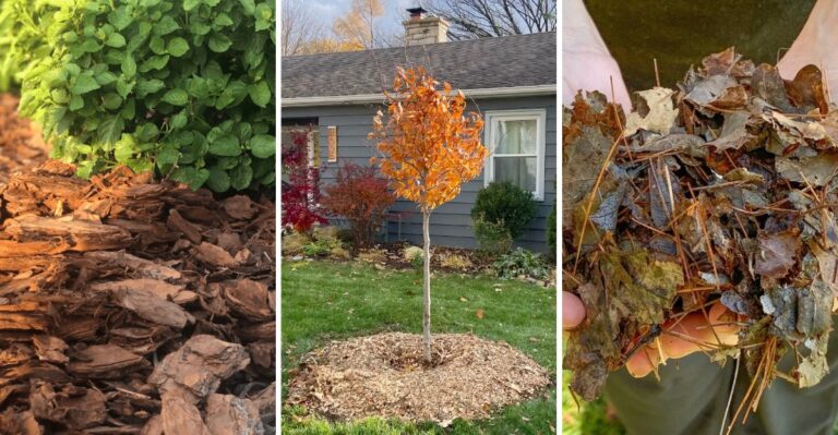 How To Choose The Right Mulch Type For Your Virginia Yard
