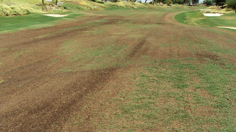 Why Your Low-Desert Arizona Bermudagrass Lawn Stays Patchy Even After Overseeding