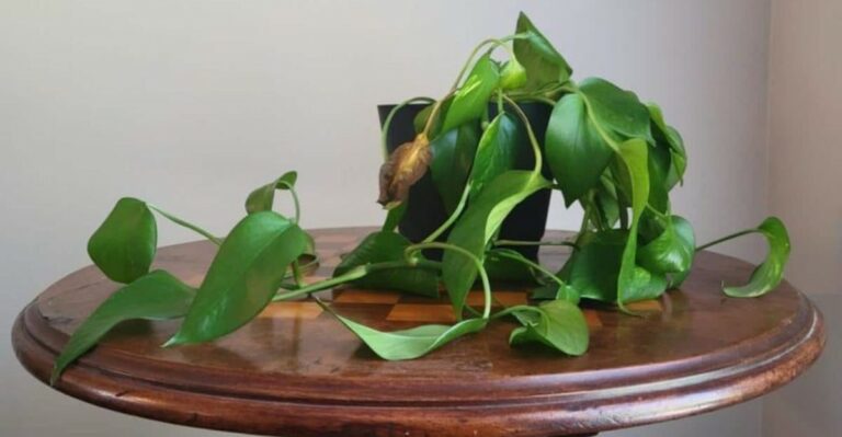 How To Revive A Wilting Pothos With 8 Simple Fixes