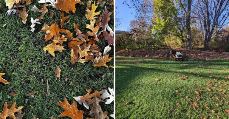 The Natural Lawn Booster New York Homeowners Should Use This October