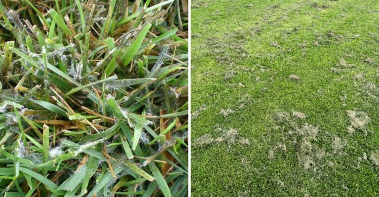Straw-Colored Rings On Alabama Lawns Have A Fungal Culprit