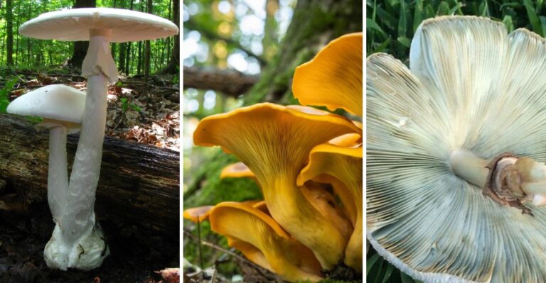 Toxic Mushrooms Are Popping Up In New York Yards. Here’s How To Spot The Dangerous Ones