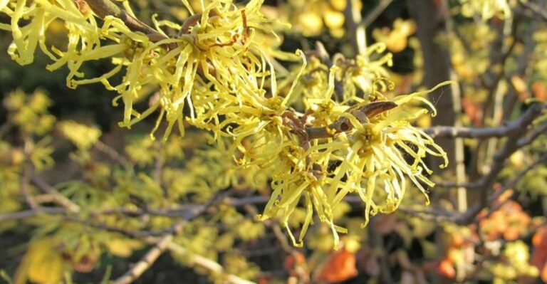 Why Ohio Gardeners Should Plant Witch Hazel Before Everyone Starts Thinking About Spring