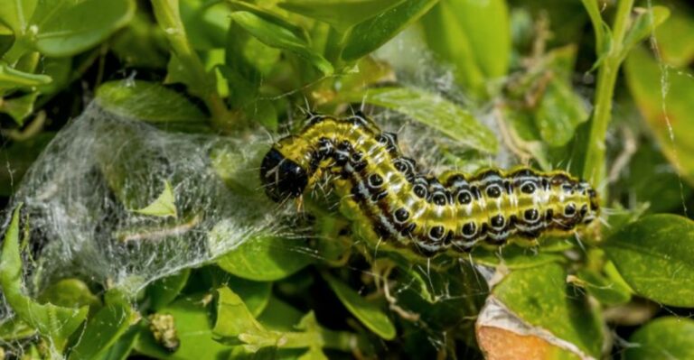 West Virginia Gardeners, This Hungry Pest Could Strip Your Boxwoods Bare