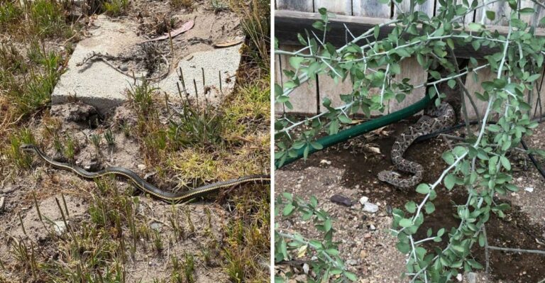 What It Means When A Snake Suddenly Disappears From A Spot It Always Used In Your California Yard