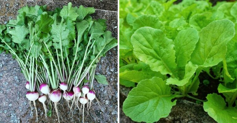 How Plant Spacing Decides Whether You Get Turnip Roots Or Greens In North Carolina