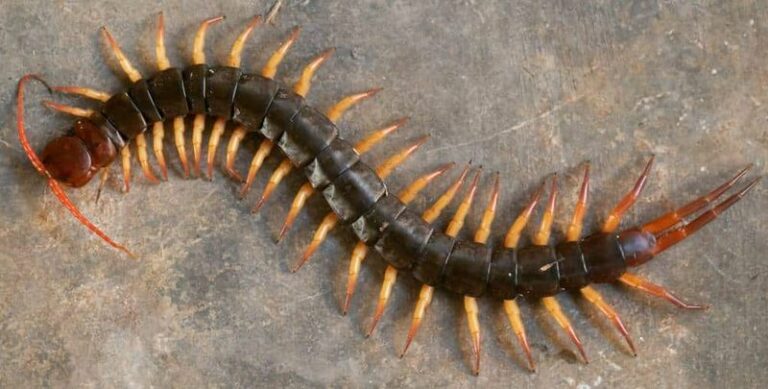 Look Twice Before Grabbing That Giant Desert Centipede in Your Arizona Yard