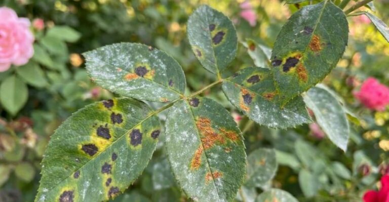Why You Should Never Leave Spotted Rose Leaves On The Ground In Michigan This Fall