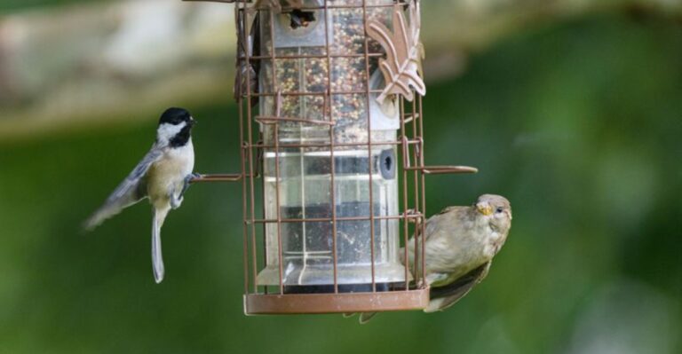What It Means When Chickadees Crowd Your Michigan Feeder In November