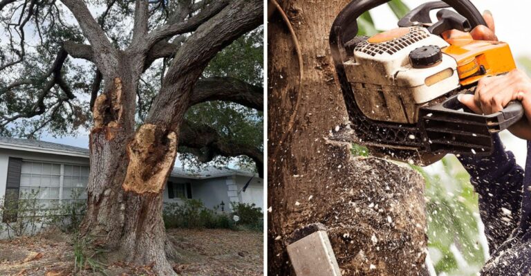 Florida Law Lets You Remove A Dangerous Tree Without A Permit. Here’s The Catch